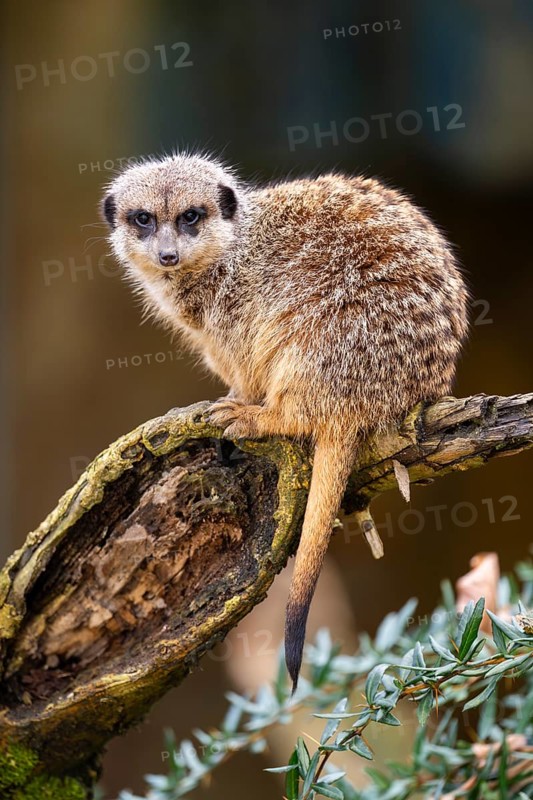 Meerkat (Suricata suricatta) standing sweet and curious in the desert, captive, occurrence Africa