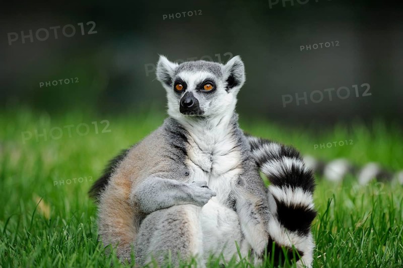 Lemur sitting relaxed in the grass, with an attentive gaze and curled tail, lemur (Lemur catta), Augsburg Zoo