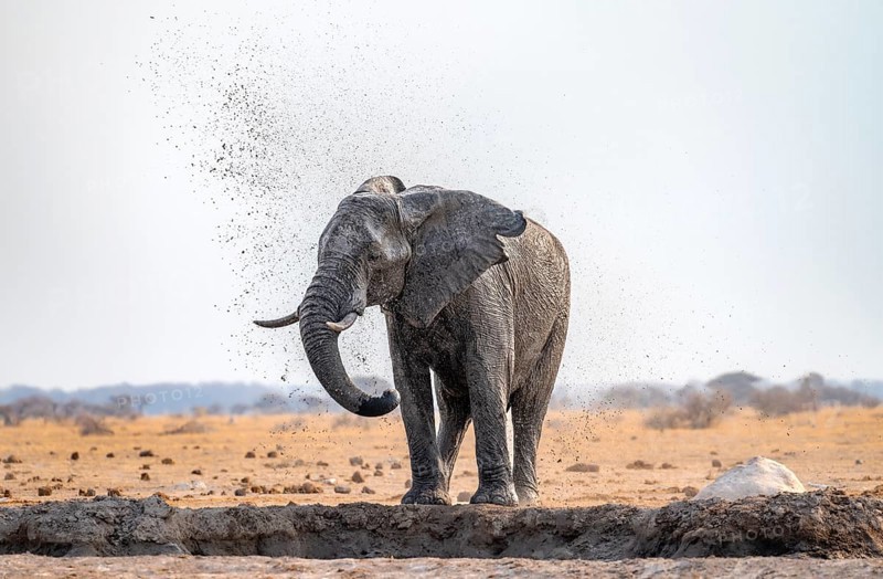 African elephant (Loxodonta africana), bathing at a waterhole, spraying water from its trunk, Nxai Pan National Park, Botswana Botswana