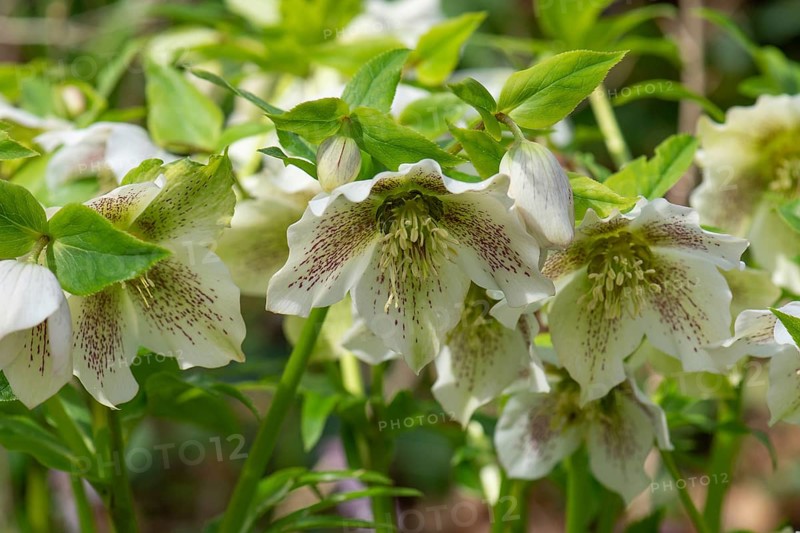 Oriental hellebore (Helleborus orientalis), Bavaria, Germany, Europe