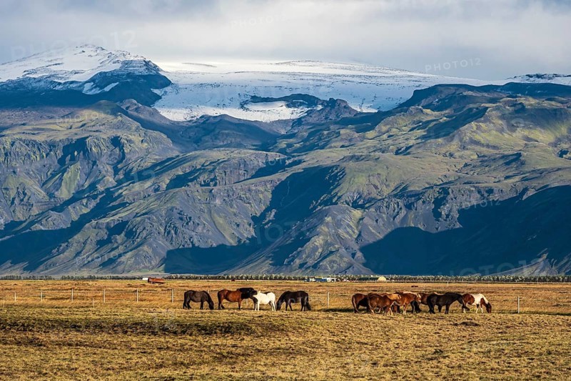 Icelandic horses grazing, Fljotsdalur valley, meadows below Eyjafjallajökull glacier, Iceland, Europe