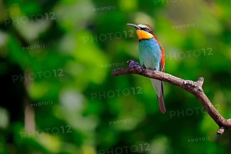 European bee-eater (Merops apiaster), adult, perch, alert, Rhineland-Palatinate, Germany, Europe