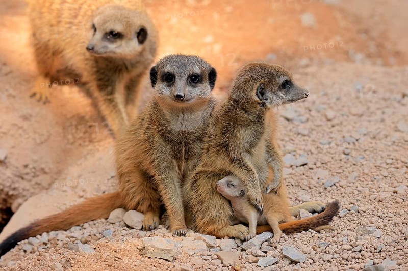 Tiger nut (Suricata suricatta), adult, group, adult, juvenile, newborn, baby, social behaviour
