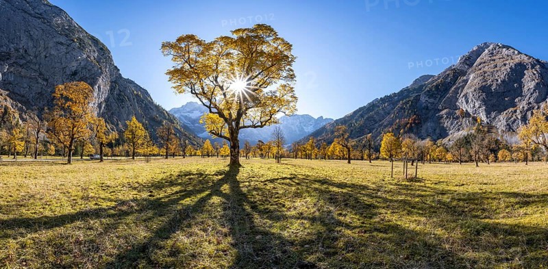 Sycamore maple with autumnal yellow foliage and Solaster endeca, large maple base in autumn, rocky mountain peaks behind, Rißtal in the Eng, Karwendel, Tyrol, Austria, Europe