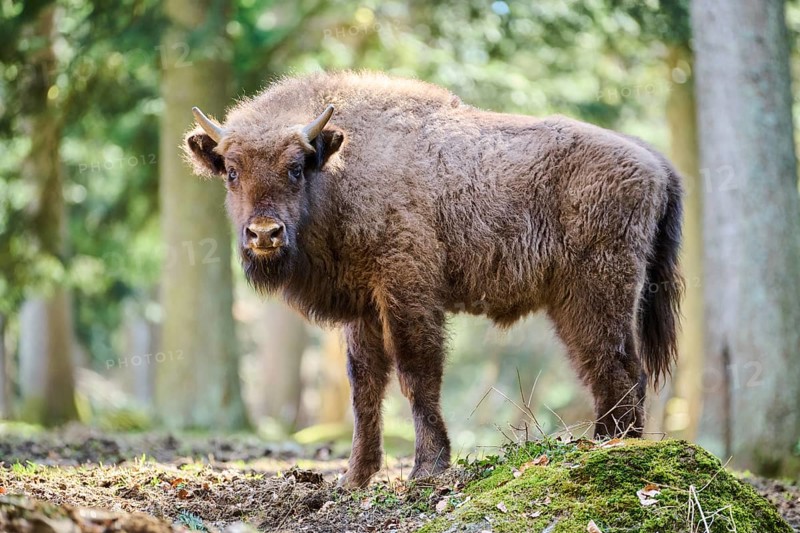 European bison (Bison bonasus) youngster in a forest in spring, Bavarian Forest, Germany, Europe