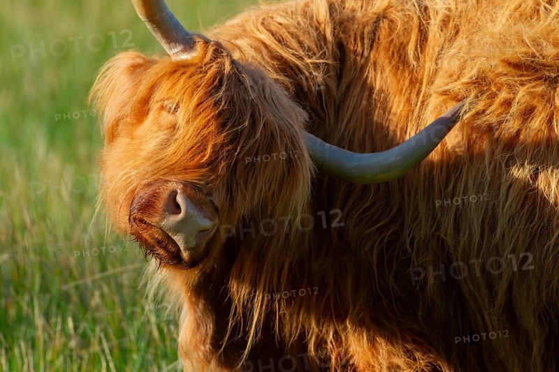 Highland cattle or cow (Bos taurus taurus) adult farm animal in a grass field, England, United Kingdom, Europe