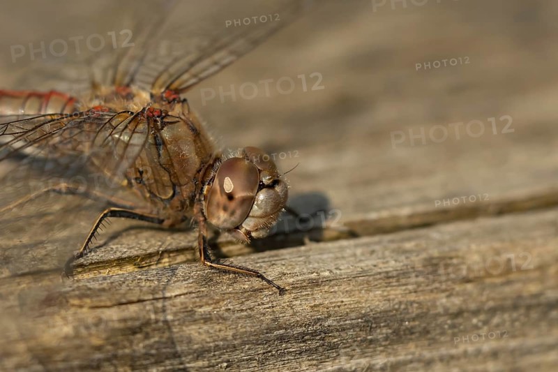 Common darter dragonfly (Sympetrum striolatum) adult insect on a log in the summer, England, United Kingdom, Europe