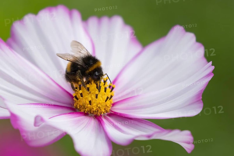 Buff tailed bumblebee (Bombus terrestris) adult bee on a garden Cosmos flower, England, United Kingdom, Europe