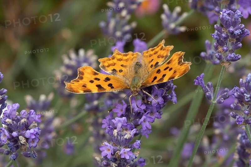 Comma butterfly (Polygonia c-album) adult insect feeding on a garden Lavender plant flowers in the summer, England, United Kingdom, Europe