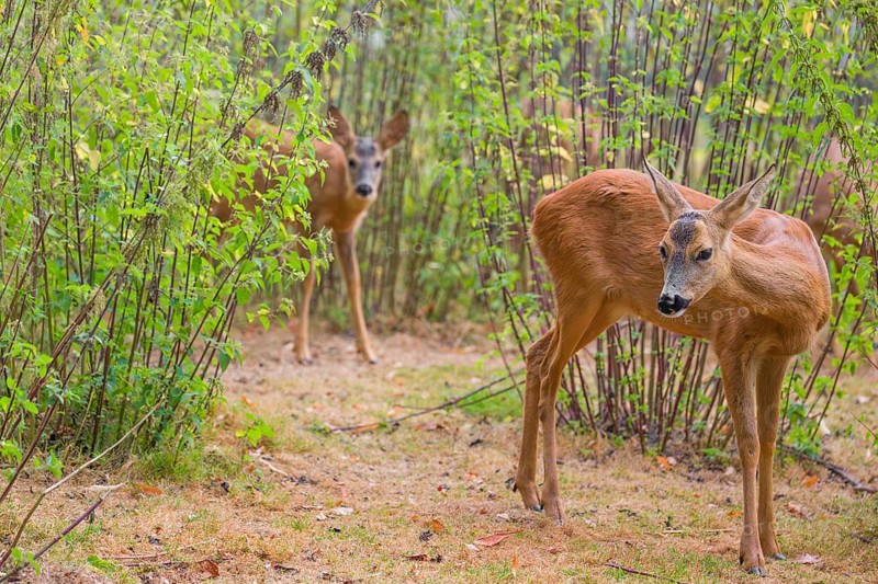 A roe deer fawn (Capreolus capreolus) stands behind its mother in a nettle thicket