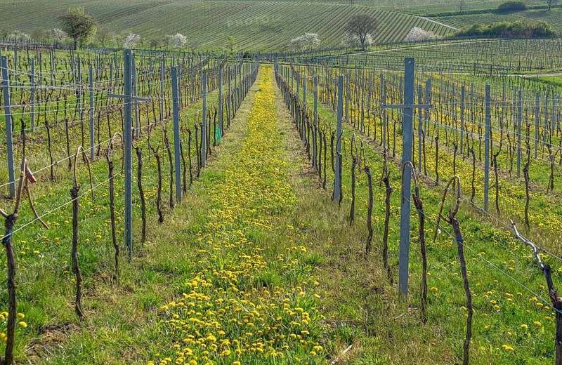 Spring vineyard with flowering dandelions and green hills in the background, Southern Palatinate, Palatinate, Rhineland-Palatinate, Germany, Europe