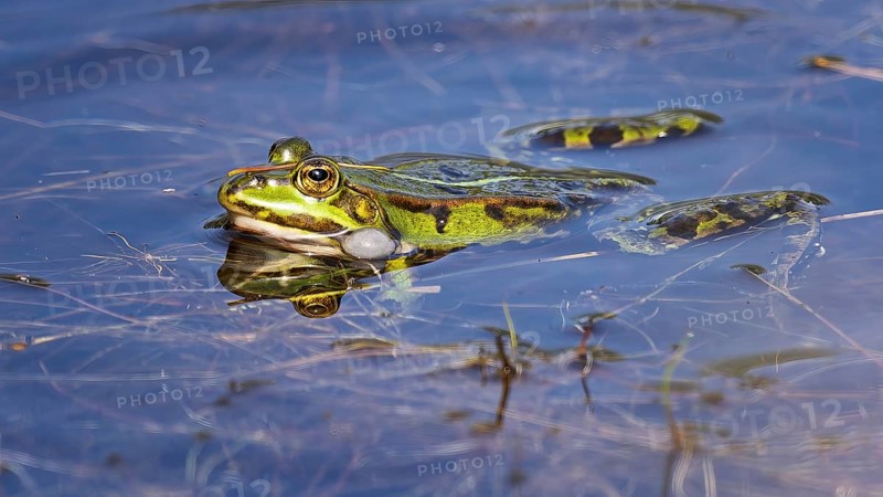 Edible Frog (Rana esculenta) Hybrid of the lake frog and the Pool frog, croaking, sonic bubble, froglets, Middle Elbe Biosphere Reserve, Saxony-Anhalt, Germany, Europe