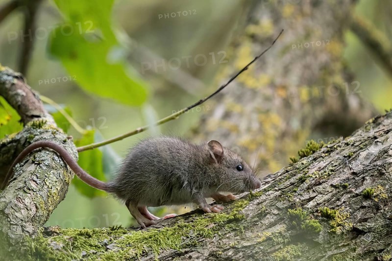 A juvenile Norway rat (Rattus norvegicus) walks on a moss-covered branch in the forest. Background with green and brown colour tones, Hesse, Germany, Europe