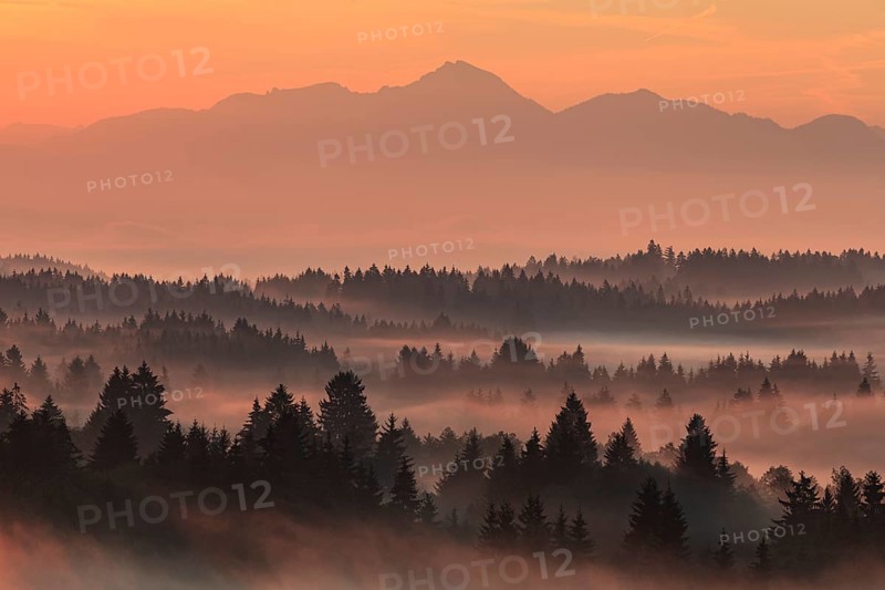 Morning fog over trees, mountains, near Bad Kohlgrub, Bavarian Alps behind, Bavaria, Germany, Europe