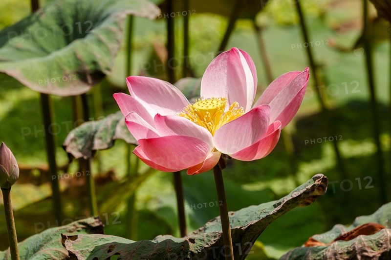 Lotus Flower (Nelumbo nucifera), Bali, Indonesia, Asia