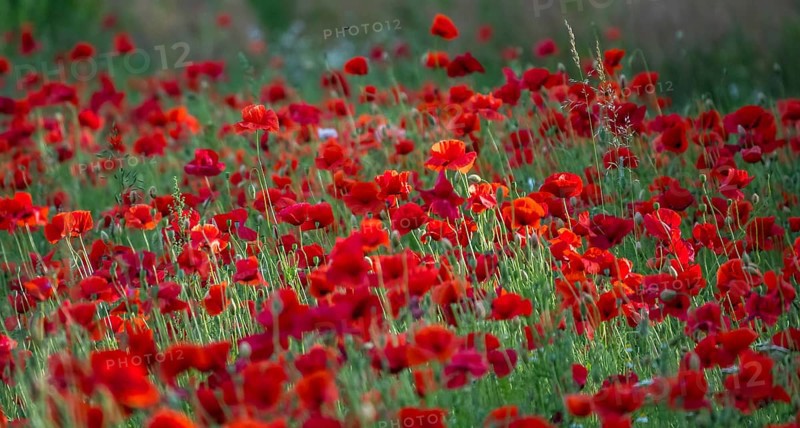 Corn poppy (Papaver rhoeas), Münsterland, North Rhine-Westphalia, Germany, Europe