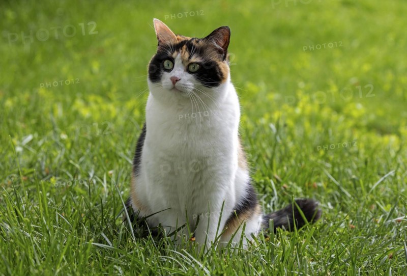 Cat, European Shorthair, felidae (Felis catus), tricoloured, sitting in the grass, Baden-Württemberg, Germany, Europe