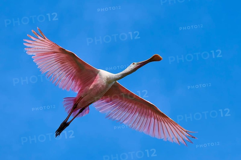 Roseate spoonbill (Ajaja ajaja), flying in the clear blue sky, Black Point Wildlife Drive, Titusville, Florida, USA, North America