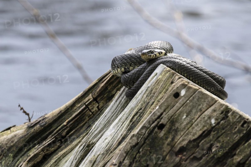Grass snake (Natrix natrix), Emsland, Lower Saxony, Germany, Europe