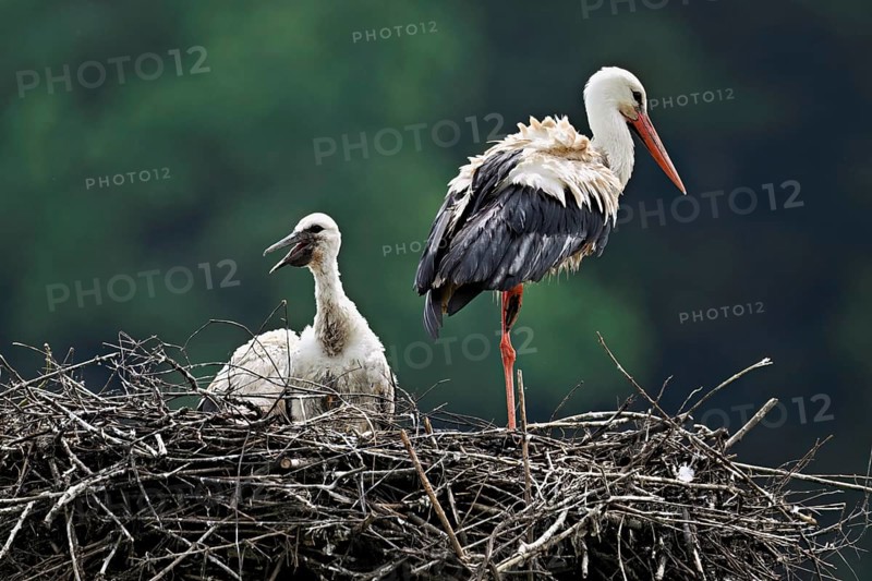 White stork (Ciconia ciconia), adult with chicks standing on eyrie, Canton Aargau, Switzerland, Europe