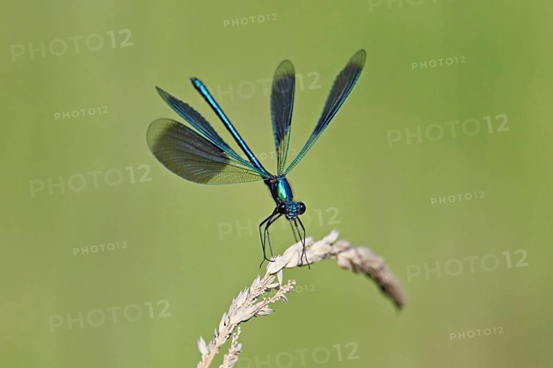 Banded demoiselle (Calopteryx splendens), male approaching a blade of grass, Switzerland, Europe