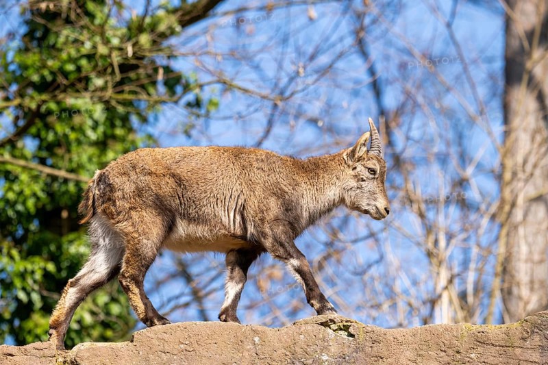 Alpine ibex (Capra ibex), in the mountains, Bavaria, Germany, Europe