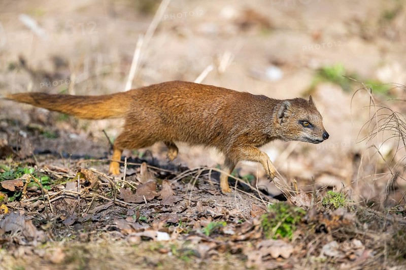 Yellow mongoose (Cynictis penicillata), in the dessert on a sunny day, captive