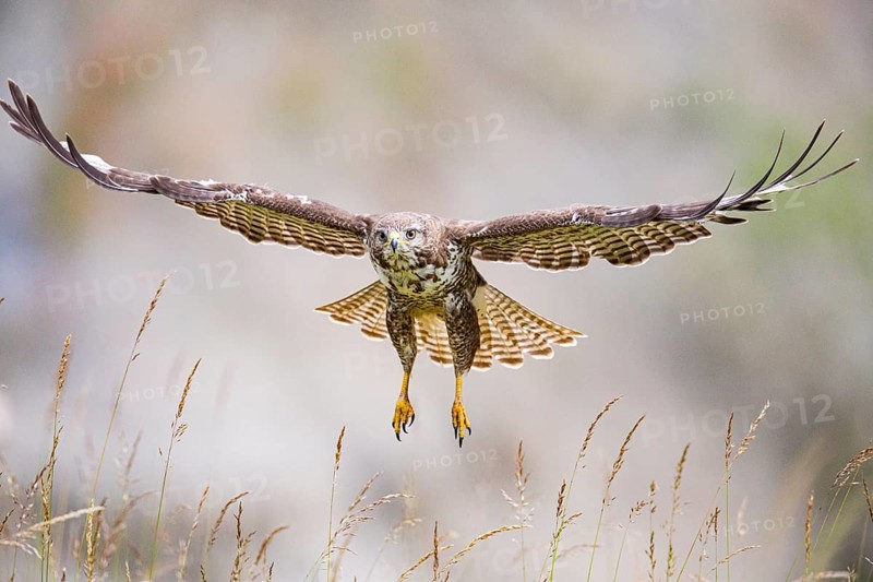 Common buzzard (Buteo buteo) Germany