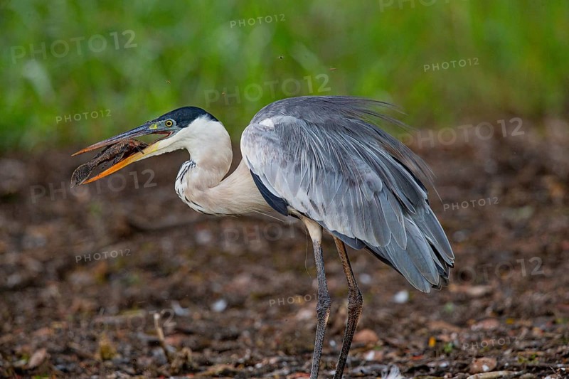 Cocoi Heron (Ardea cocoi) Pantanal Brazil
