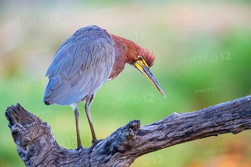 Rufescent tiger heron (Tigrisoma lineatum) Pantanal Brazil