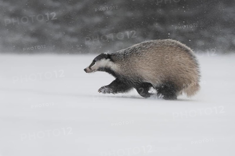 Badger in the snow, Wittlich, Rhineland-Palatinate, Germany, Europe