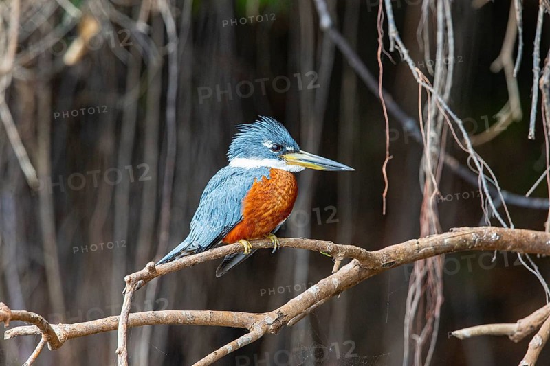 Ringed kingfisher (Ceryle torquata) Pantanal Brazil