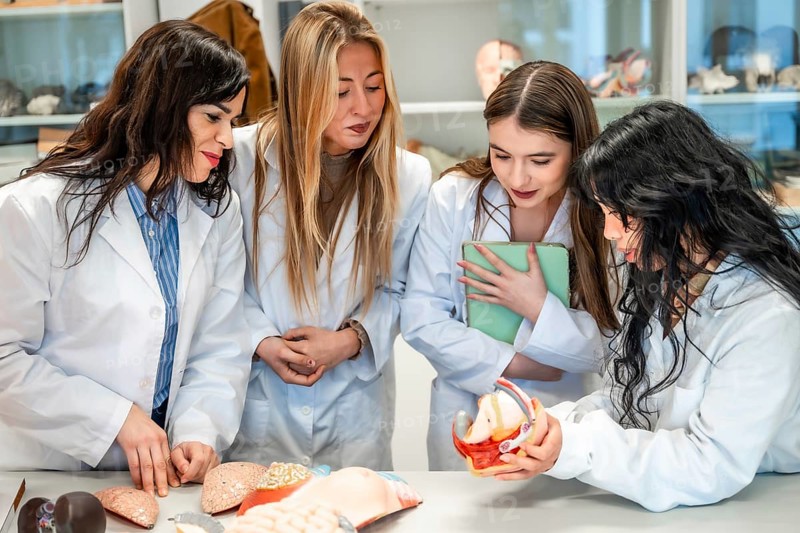 Four focused medical students examining anatomical models in university laboratory, learning about human body systems