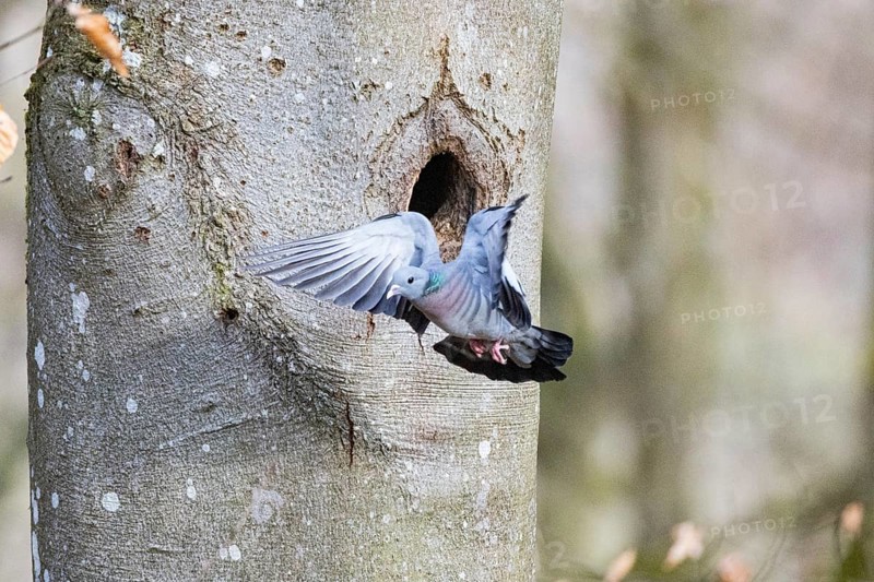 Stock Dove (Columba oenas) at Black Woodpecker Cave Germany