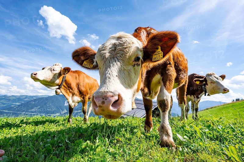 Three young curious calves (Bos primigenius taurus), cows on an alpine meadow, stretching their snouts towards the camera, Simmental cattle, Hochbrixen, Brixen im Thale, Tyrol, Austria, Europe