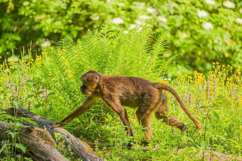 A male Gelada (Theropithecus gelada), or bleeding-heart monkey sits on a log lying in dense green vegetation, enjoying the morning sun