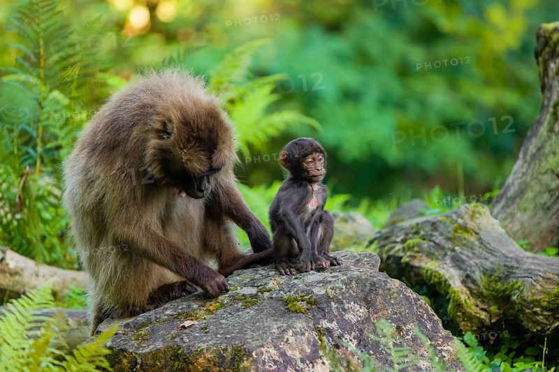One female Gelada (Theropithecus gelada), or bleeding-heart monkey sits on a rock grooming her baby. A green forest is in the background