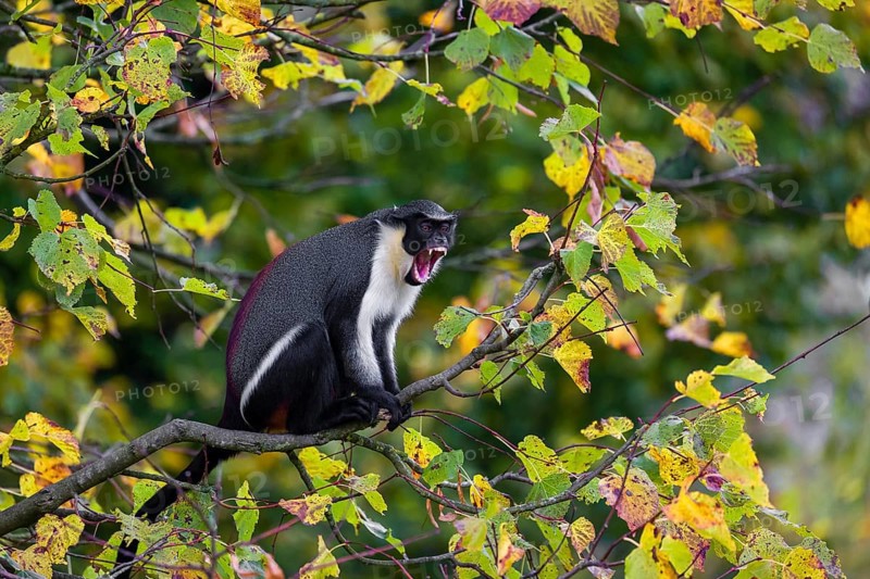 One adult Diana monkey (Cercopithecus diana) sits on a branch of a tree looking around