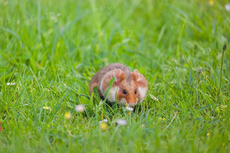 A European hamster (Cricetus cricetus), Eurasian hamster, black-bellied hamster or common hamster, forages for food on fresh green grass