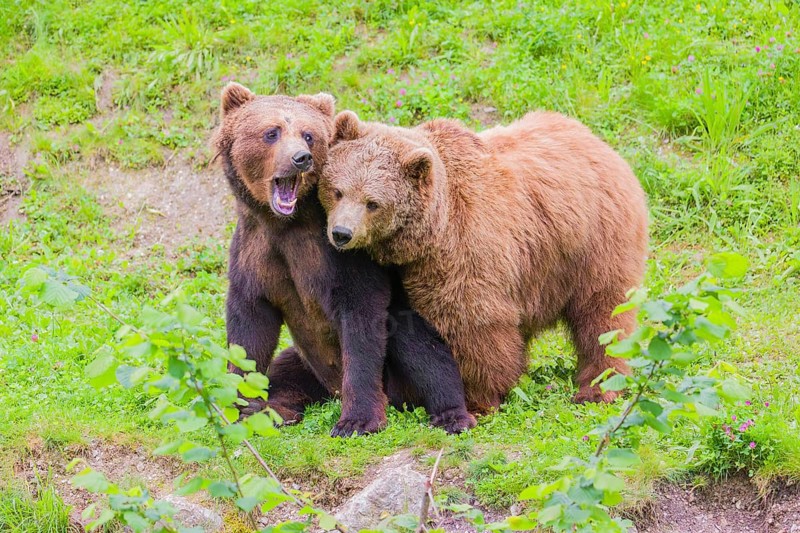A young male Eurasian brown bear (Ursus arctos arctos) and a much older female mate (sort of) at the edge of a forest