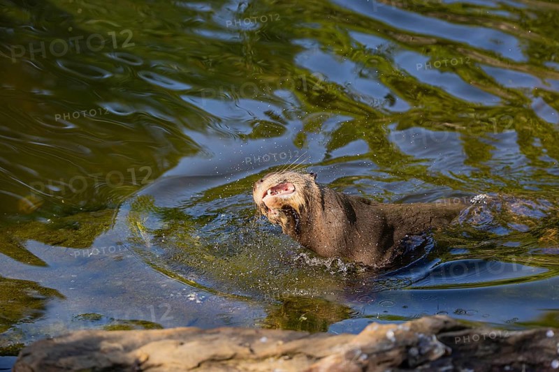 One giant otter or giant river otter (Pteronura brasiliensis)leaving the river, shaking the water off his fur