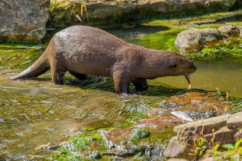 A giant otter or giant river otter (Pteronura brasiliensis) eats fish in the shallow water of a small creek