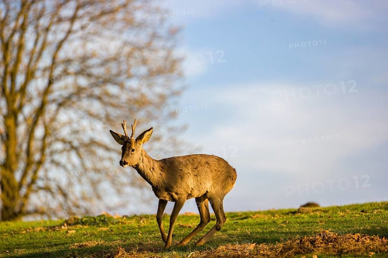 A roebuck (Capreolus capreolus) sweeps his antlers on the ground