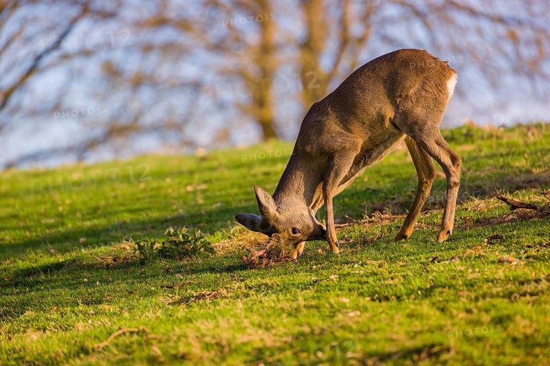 A roebuck (Capreolus capreolus) sweeps his antlers on the ground
