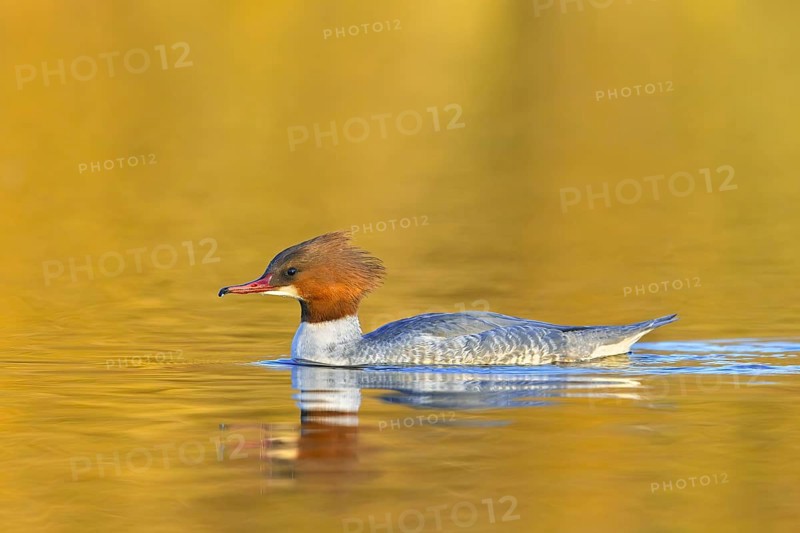 Common merganser, goosander (Mergus merganser merganser) female swimming in lake at sunset in winter