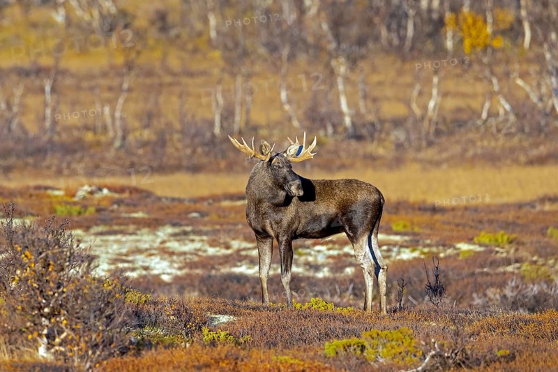 Moose, elk (Alces alces), adult bull, male foraging on the tundra in autumn, fall, Sweden, Scandinavia, Europe