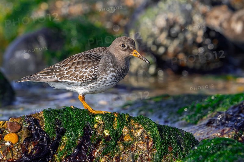 Purple sandpiper (Calidris maritima) in non-breeding plumage showing camouflage colours among rocks on rocky shore along the North Sea coast in winter