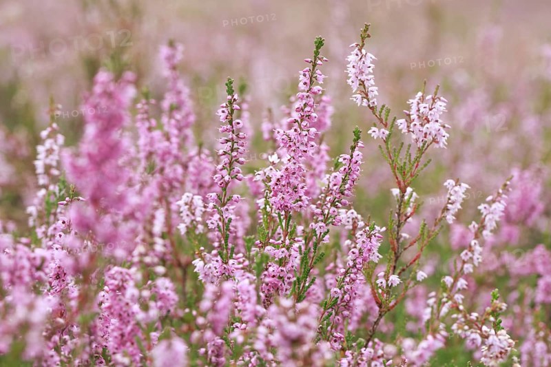 Close-up of flowering heather in the Lüneburg Heath, Lower Saxony, Germany, Europe