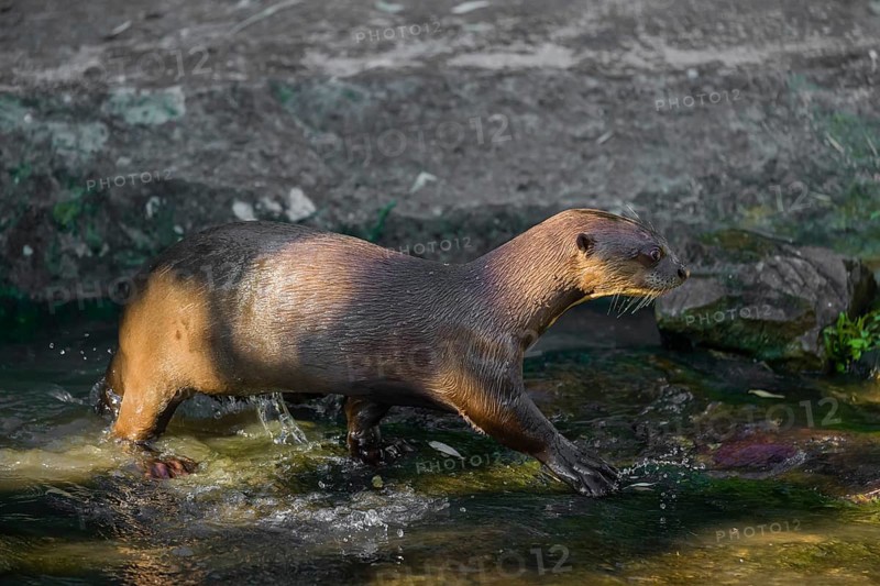 One giant otter or giant river otter (Pteronura brasiliensis) stands on a mossy rock at a little cascade