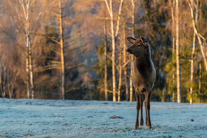 One young female wapiti, Cervus canadensis with hoarfrost in her fur, stands in a frozen meadow at the edge of the forest